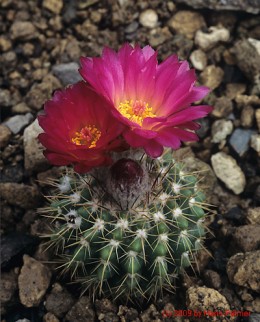 Notocactus cv. buiningii   